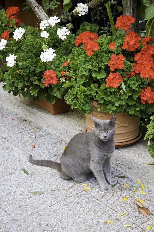 Casa Giordano Villa Tramonti Dış mekan fotoğraf